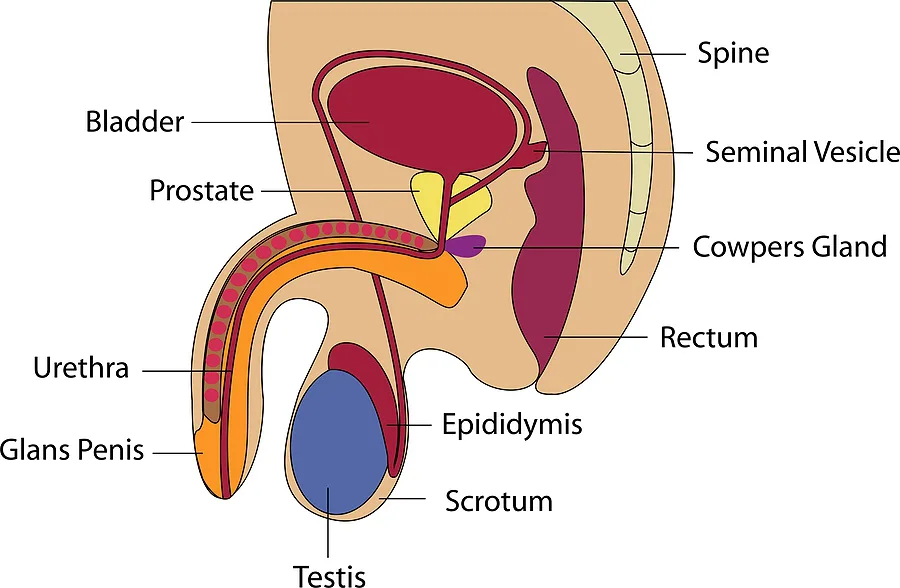leczenie holep
